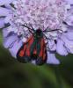 Zygaena sp.
